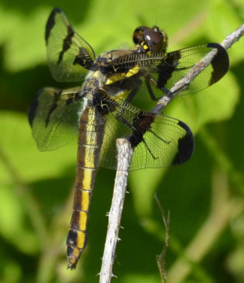 Photo of Common Whitetail Female Dragonfly on NaturalCrooksDotCom