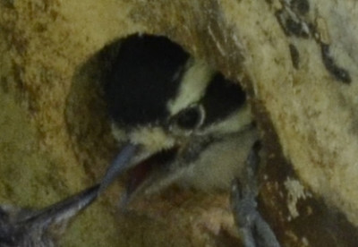 Photo of Downy Woodpecker Chick Begging on NaturalCrooksDotCom