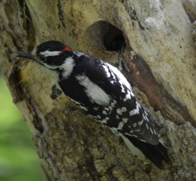 Photo of Downy Woodpecker Male at Nest Hole on NaturalCrooksDotCom