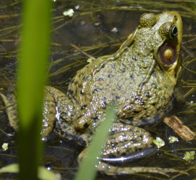 Photo of Green Frog On NaturalCrooksDotCom