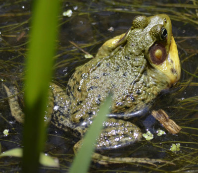 Photo of Green Frog Yellow Throat on NaturalCrooksDotCom