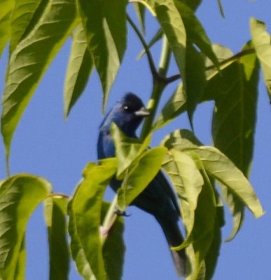 Photo of Indigo Bunting in Tree on NaturalCrooksDotCom