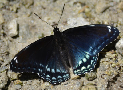 Photo of Not Red Spotted Purple Butterfly on NaturalCrooksDotCom