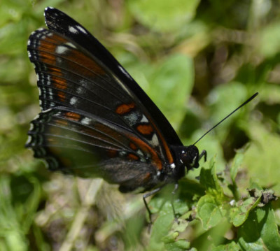 Photo of Red Spotted Purple Side View on NaturalCrooksDotCom