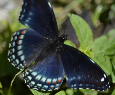 Photo of Red Spotted Purple Top View on NaturalCrooksDotCom