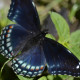 Photo of Red Spotted Purple Top View on NaturalCrooksDotCom