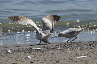 Photo of Ring Billed Gulls Food Fight On NaturalCrooksDotCom