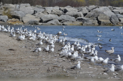 Photo of Ring Billed Gulls on NaturalCrooksDotCom