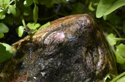 Photo of Snapping Turtle Closeup on NaturalCrooksDotCom