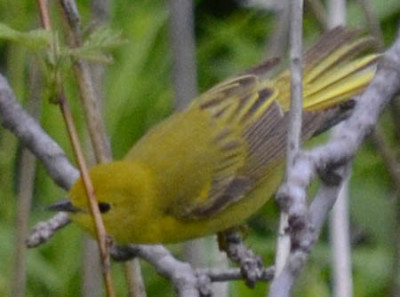 Photo of Yellow Warbler Female on NaturalCrooksDotCom