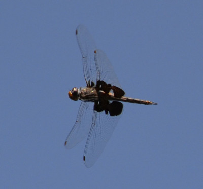 Photo of Black Saddlebags dragonfly in Flight on NaturalCrooksDotCom