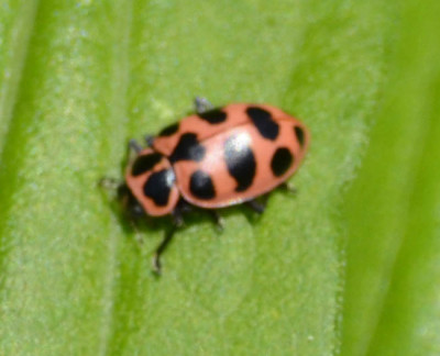 Photo of pink C Maculata Oval Ladybug on NaturalCrooksDotCom
