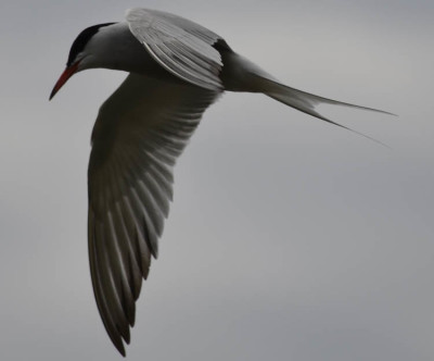 Photo of Common Tern Hunting on NaturalCrooksDotCom
