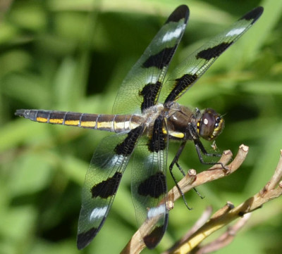 Photo of Male 12 Spotted Skimmer Dragonfly On NaturalCrooksDotCom