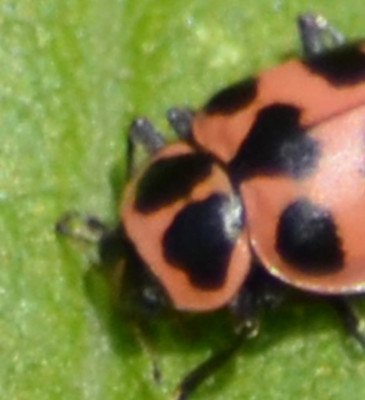 Photo of Pink Spotted Ladybeetle with a Heart on NaturalCrooksDotCom