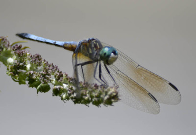 Photo of Probable Male Blue Dasher Dragonfly on NaturalCrooksDotCom
