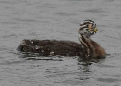 Photo of Red Necked Grebe Chick Diving on NaturalCrooksDotCom