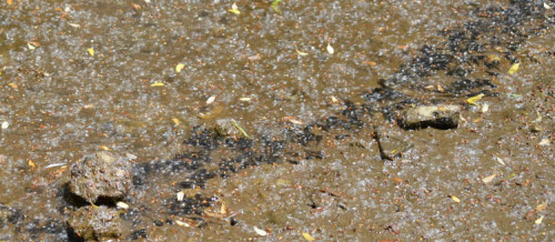 What Tadpoles are Forming a Wiggling Black Line Against the Water’s ...