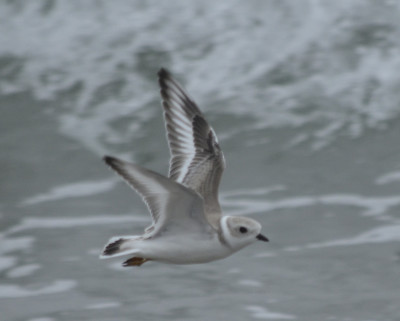Photo of Mystery Plover In NS Flying