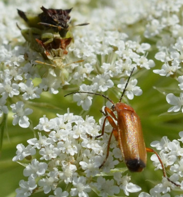 Photo of 2 Ambush Bugs Showdown With Red Soldier Beetle on NaturalCrooksDotCom