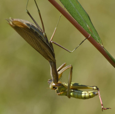 Photo of European Mantis Grasshopper Haunch on NaturalCrooksDotCom