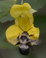 Photo of Pale Jewelweed Bee on NaturalCrooksDotCom
