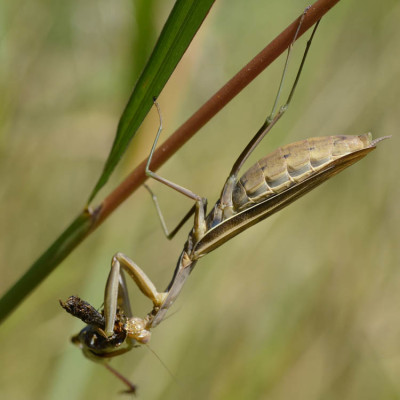 Photo of Praying Mantis on NaturalCrooksDotCom