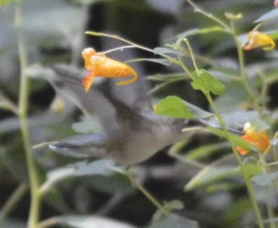 Photo 1 of Ruby Throated Hummingbird Jewelweed 1 on NaturalCrooksDotCom