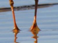 Photo of Semipalmated Plover Feet 1 on NaturalCrooksDotCom
