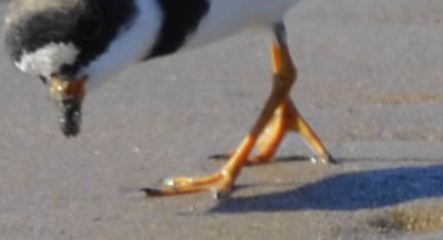 Photo of Semipalmated Plover Feet 4 on NaturalCrooksDotCom