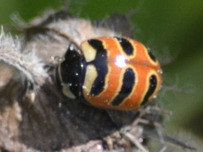 Photo of Three Banded Ladybug On NaturalCrooksDotCom