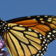 Photo of Monarch Scales on NaturalCrooksDotCom