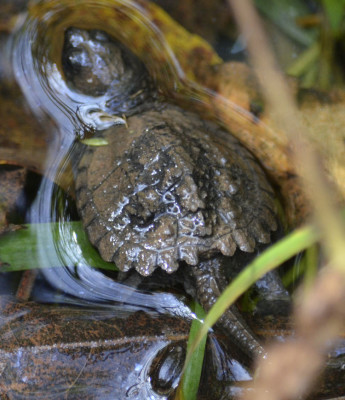 Photo of Snapping Turtle Hatchling 1 on NaturalCrooksDotCom