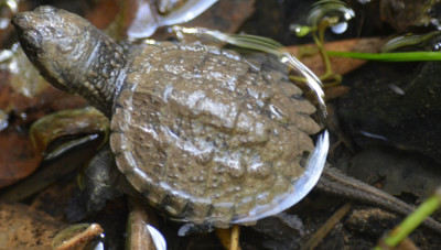 Photo of Snapping Turtle Hatchling 3 on NaturalCrooksDotCom