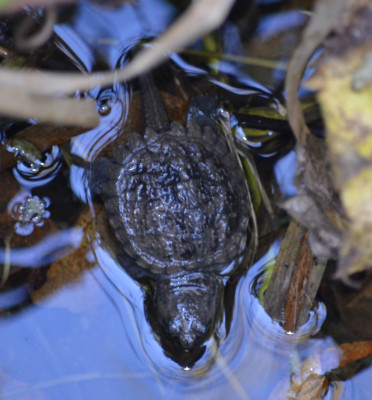 Photo of Snapping Turtle Hatchling Moves on NaturalCrooksDotCom