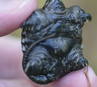 Photo of Snapping Turtle Hatchling Underside on NaturalCrooksDotCom