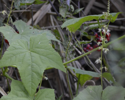 Photo of Wild Cucumber Flowers on NaturalCrooksDotCom