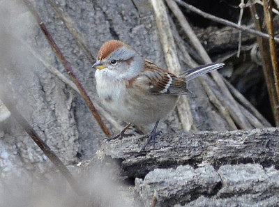 Photo of American Tree Sparrow On NaturalCrooksDotComSharpenedTwice