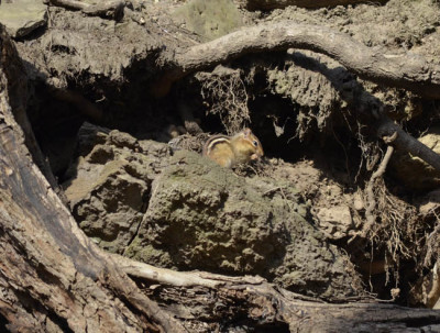Photo of Chipmunk Roots On NaturalCrooksDotCom
