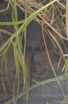 Photo of Muskrat Tail on NaturalCrooksDotCom