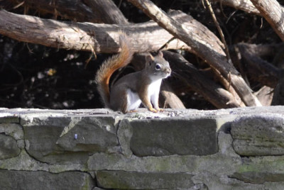 Photo of Red Squirrel Wall on NaturalCrooksDotCom
