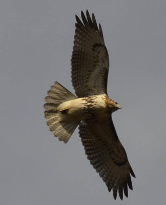 Photo of Red Tailed Hawk 1 on NaturalCrooksDotCom