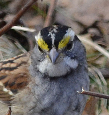 Photo of White Throated Sparrow Face on NaturalCrooksDotCom