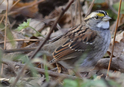 Photo of White Throated Sparrow Leaves on NaturalCrooksDotCom