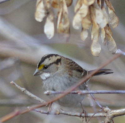 Photo of White Throated Sparrow MB Maple on NaturalCrooksDotCom