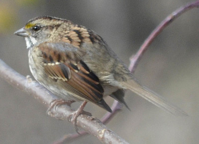 Photo of White Throated Sparrow Puff on NaturalCrooksDotCom