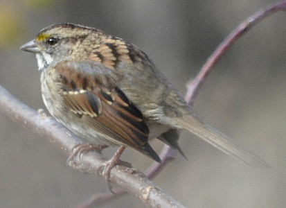 What Sparrow Has Yellow Eyebrows in Southern Ontario? | Natural Crooks ...