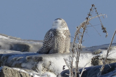 Photo of Snowy Owl Beak on NaturalCrooksDotCom