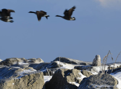 Photo of Snowy Owl Canada Geese on NaturalCrooksDotCom