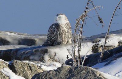 Photo of Snowy Owl on NaturalCrooksDotCom